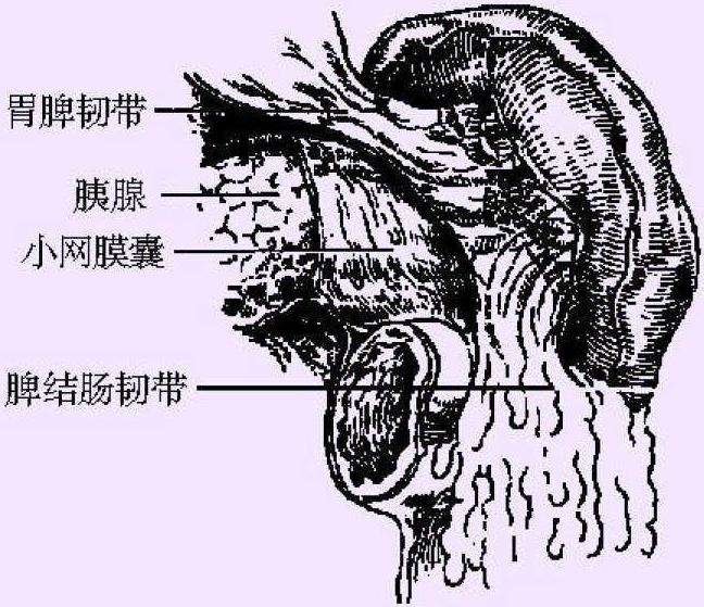 四、脾臟的解剖